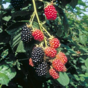 Brombeere 'Loch Ness'®
